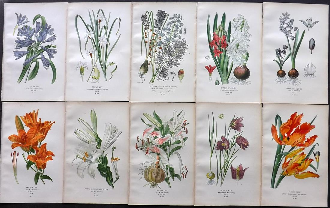 Step, Edward 1897 Lot of 10 Botanical Prints: Chromolithograph Published 1896-97 by Frederick Warne & Co., London for "Favourite Flowers of Garden and Greenhouse" by Edward Step and William Waton. Paper Size: 9.5 x 6 inch (24 x 15cm) Good Conditi