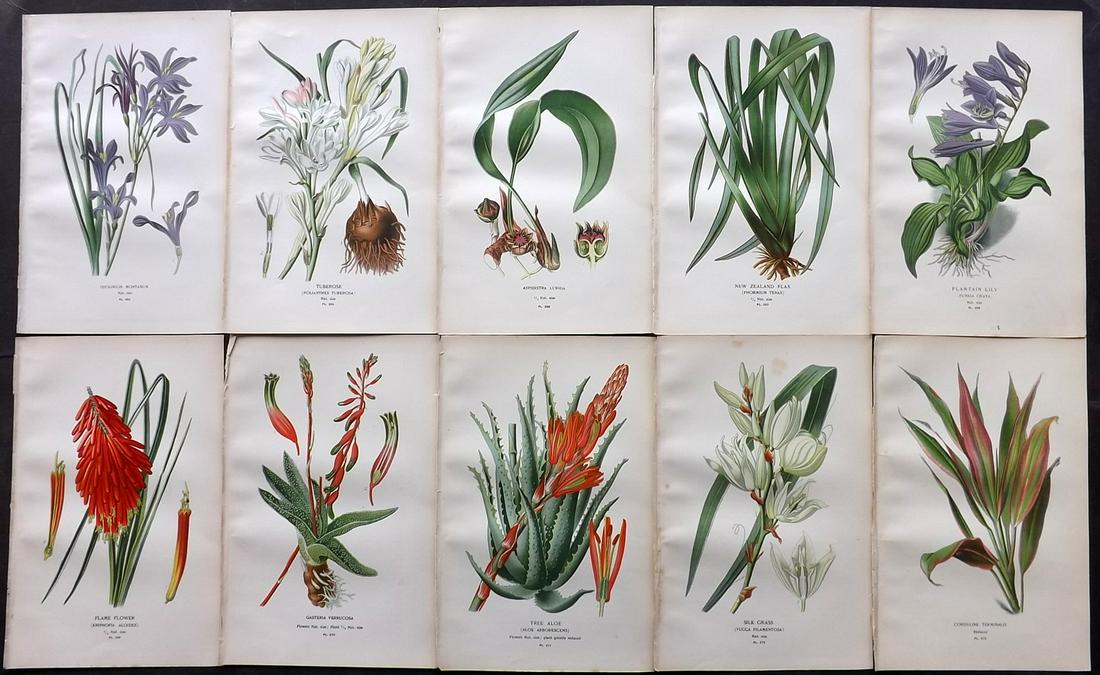 Step, Edward 1897 Lot of 10 Botanical Prints: Chromolithograph Published 1896-97 by Frederick Warne & Co., London for "Favourite Flowers of Garden and Greenhouse" by Edward Step and William Waton. Paper Size: 9.5 x 6 inch (24 x 15cm) Good Conditi
