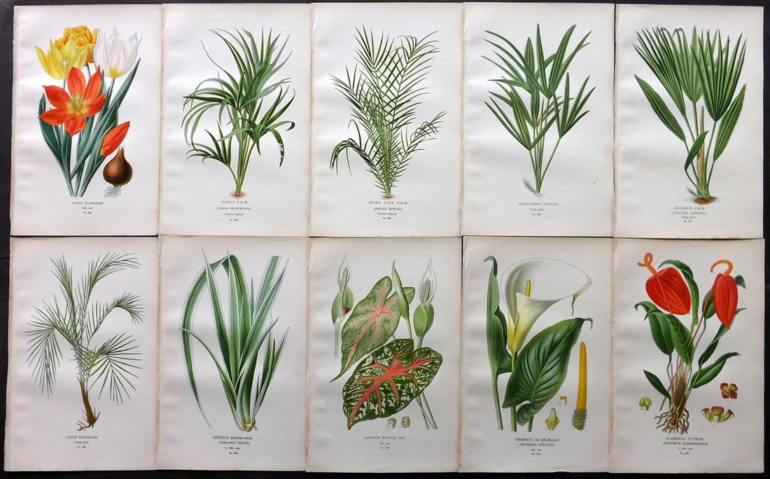 Step, Edward 1897 Lot of 10 Botanical Prints: Chromolithograph Published 1896-97 by Frederick Warne & Co., London for "Favourite Flowers of Garden and Greenhouse" by Edward Step and William Waton. Paper Size: 9.5 x 6 inch (24 x 15cm) Good Conditi