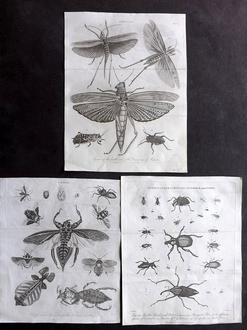 Linnaeus & Sibly C1805 Group of 3 Insect Prints: Copper Plates Published 1794-1810, London for "A Genuine and Universal System of Natural History" by Carl Linnaeus and Ebenezer Sibly. Illustrated after George Edwards, Bloch, Knorr, Buffon, Gmelin an