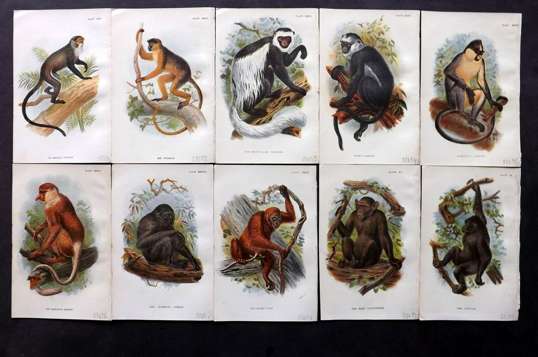 Lloyds's 1897 Lot of 10 Antique Prints. Primates (1 of 2)