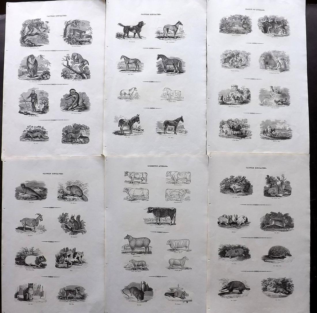 Phillips (Pub) 1823 Lot of 6 Folio Natural History (1 of 2)