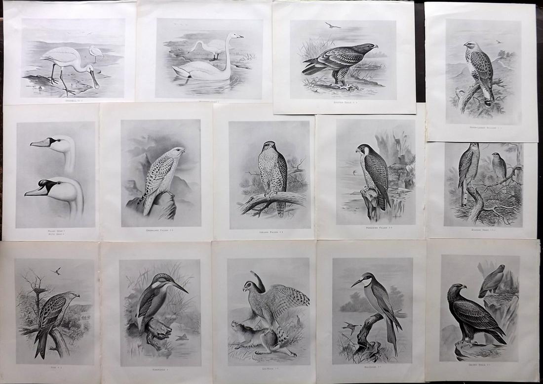 Frohawk, F. 1898 Lot of 14 Antique Bird Prints (1 of 2)