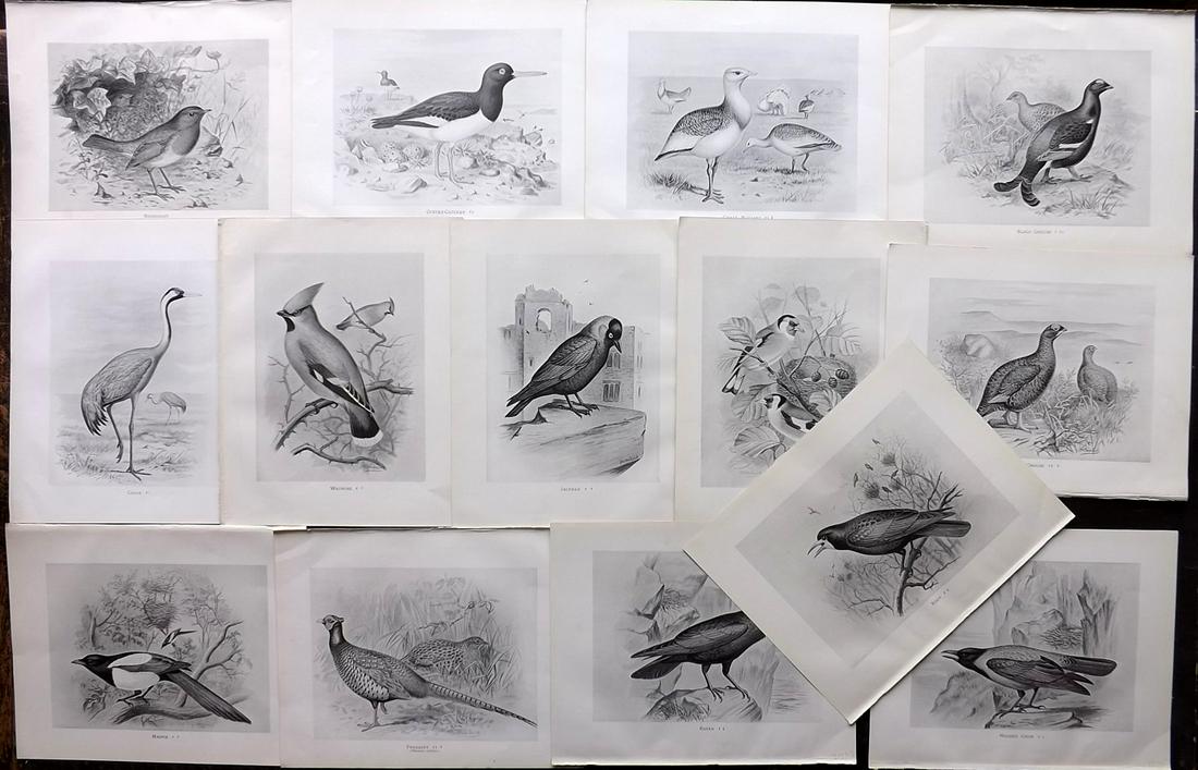 Frohawk, F. 1898 Lot of 14 Antique Bird Prints (1 of 2)