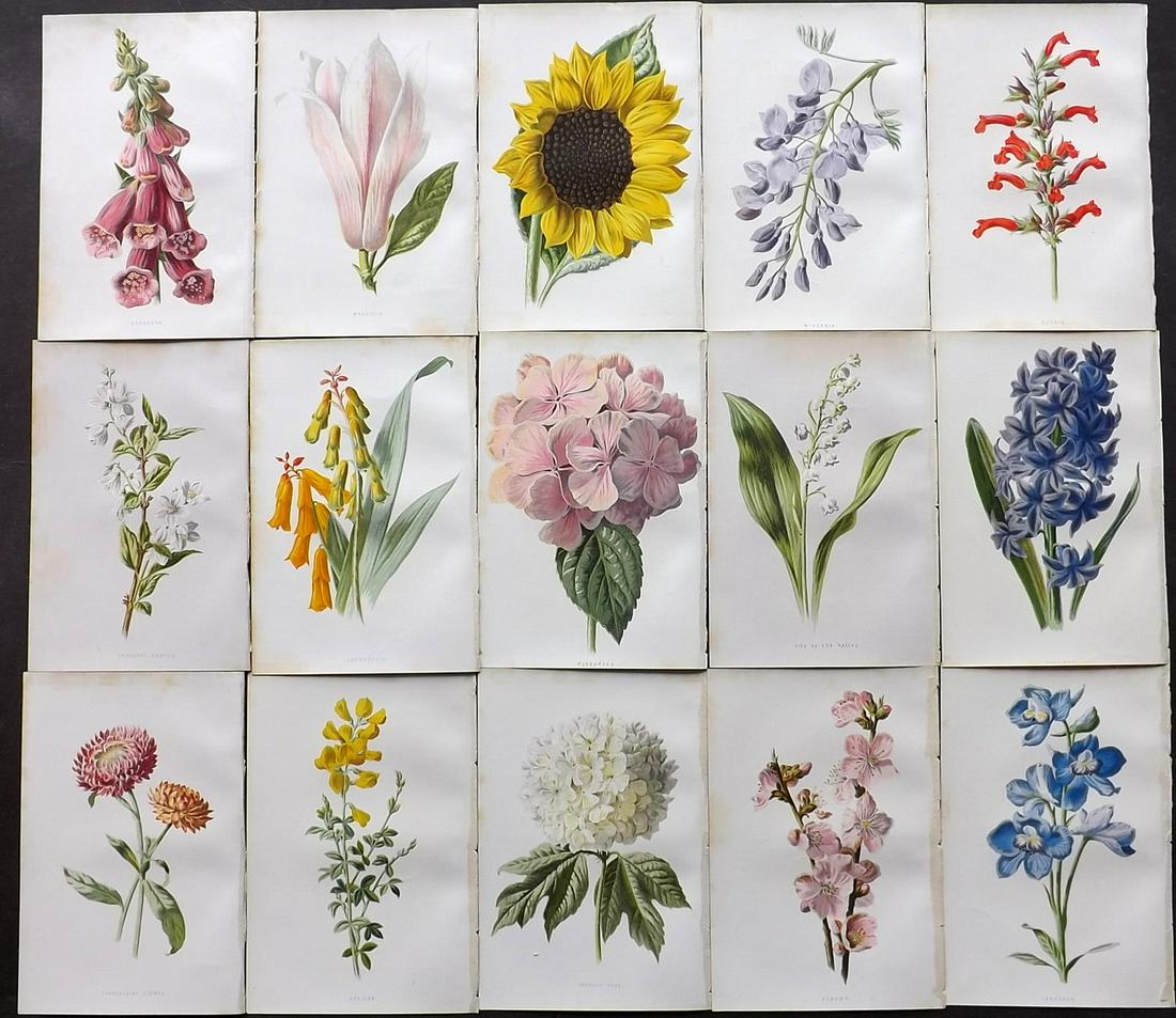 Hulme, Edward C1900 Lot of 15 Botanical Prints (1 of 2)