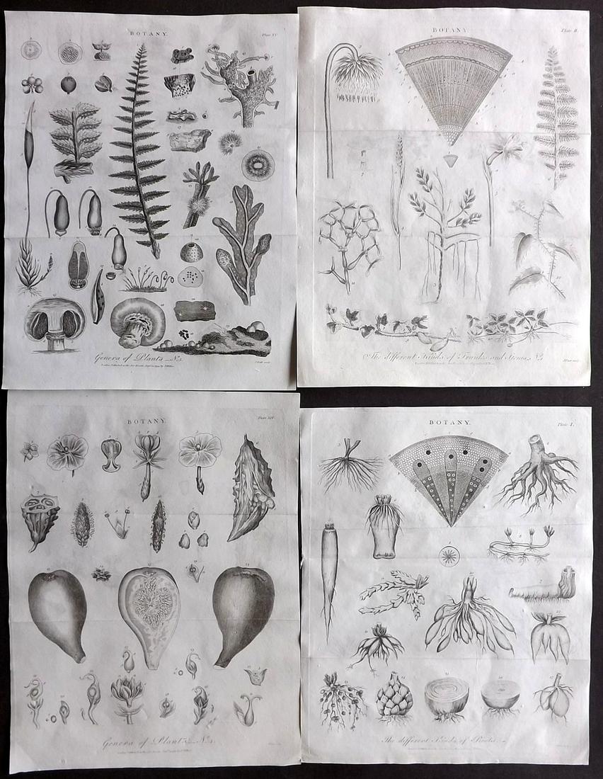 Linnaeus, Carl C1805 Lot of 4 Botanical Prints: Copper Plates Published 1794-1810, London for "A Genuine and Universal System of Natural History" by Carl Linnaeus and Ebenezer Sibly. Illustrated after George Edwards, Bloch, Knorr, Buffon, Gmelin an
