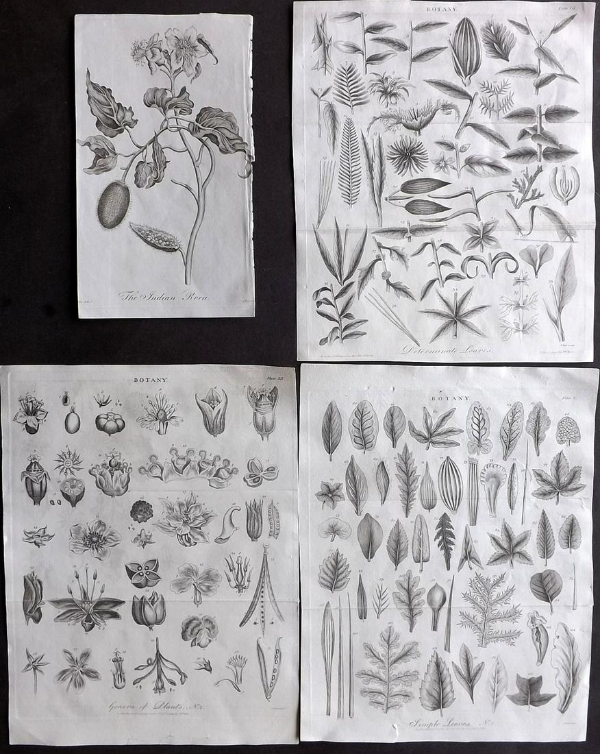 Linnaeus, Carl C1805 Lot of 4 Botanical Prints: Copper Plates Published 1794-1810, London for "A Genuine and Universal System of Natural History" by Carl Linnaeus and Ebenezer Sibly. Illustrated after George Edwards, Bloch, Knorr, Buffon, Gmelin an
