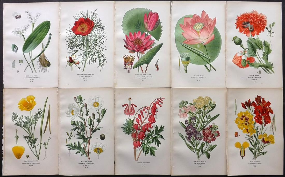 Step, Edward 1897 Lot of 10 Botanical Prints: Chromolithograph Published 1896-97 by Frederick Warne & Co., London for "Favourite Flowers of Garden and Greenhouse" by Edward Step and William Waton. Paper Size: 9.5 x 6 inch (24 x 15cm) Good Conditi