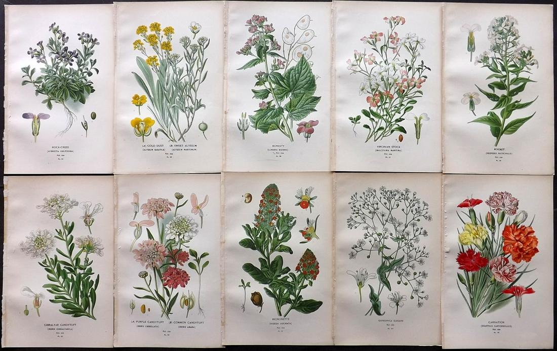 Step, Edward 1897 Lot of 10 Botanical Prints: Chromolithograph Published 1896-97 by Frederick Warne & Co., London for "Favourite Flowers of Garden and Greenhouse" by Edward Step and William Waton. Paper Size: 9.5 x 6 inch (24 x 15cm) Good Conditi