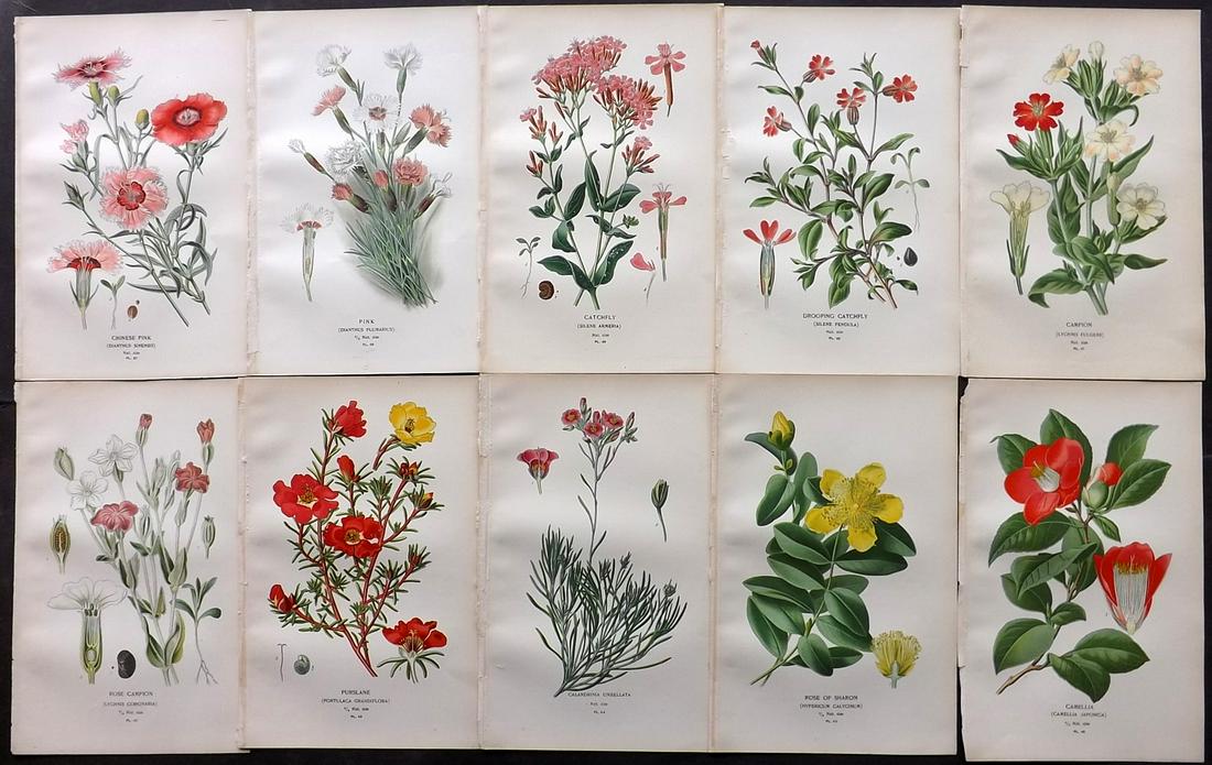Step, Edward 1897 Lot of 10 Botanical Prints: Chromolithograph Published 1896-97 by Frederick Warne & Co., London for "Favourite Flowers of Garden and Greenhouse" by Edward Step and William Waton. Paper Size: 9.5 x 6 inch (24 x 15cm) Good Conditi