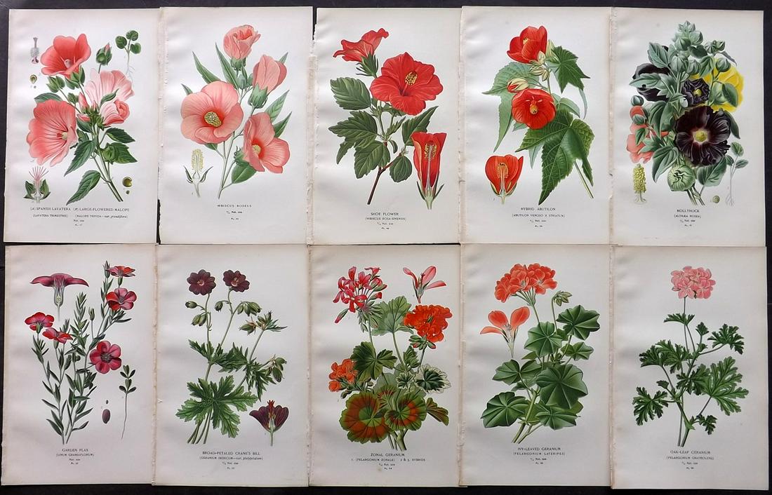 Step, Edward 1897 Lot of 10 Botanical Prints: Chromolithograph Published 1896-97 by Frederick Warne & Co., London for "Favourite Flowers of Garden and Greenhouse" by Edward Step and William Waton. Paper Size: 9.5 x 6 inch (24 x 15cm) Good Conditi