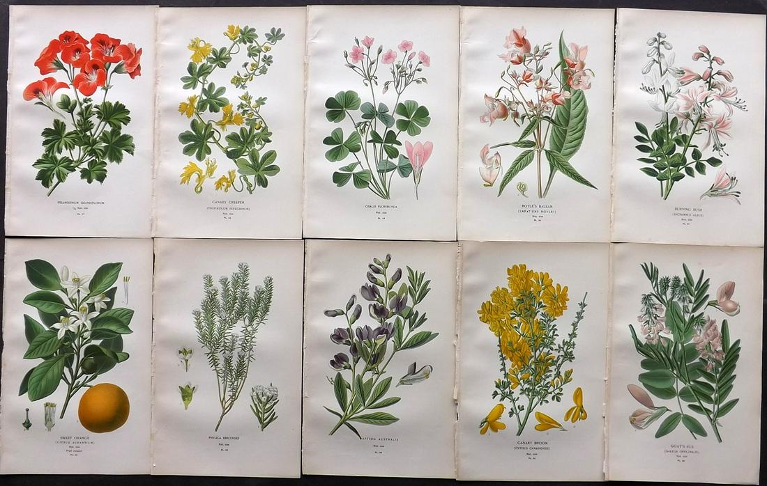 Step, Edward 1897 Lot of 10 Botanical Prints: Chromolithograph Published 1896-97 by Frederick Warne & Co., London for "Favourite Flowers of Garden and Greenhouse" by Edward Step and William Waton. Paper Size: 9.5 x 6 inch (24 x 15cm) Good Conditi