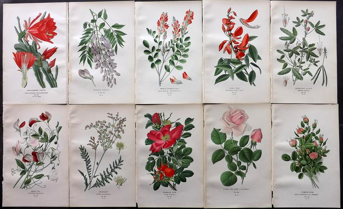 Step, Edward 1897 Lot of 10 Botanical Prints: Chromolithograph Published 1896-97 by Frederick Warne & Co., London for "Favourite Flowers of Garden and Greenhouse" by Edward Step and William Waton. Paper Size: 9.5 x 6 inch (24 x 15cm) Good Conditi