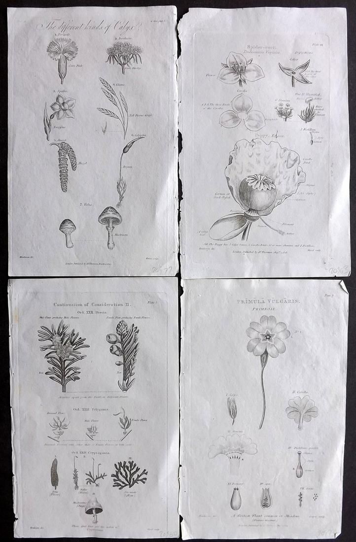 Thornton, Robert 1812 Lot of 4 Botanical Prints: Copper Plates Published 1812, London for "Elements of Botany" by Dr. Robert John Thonton. Paper Size: 9.5. x 6 inch (24 x 15cm) Good Condition