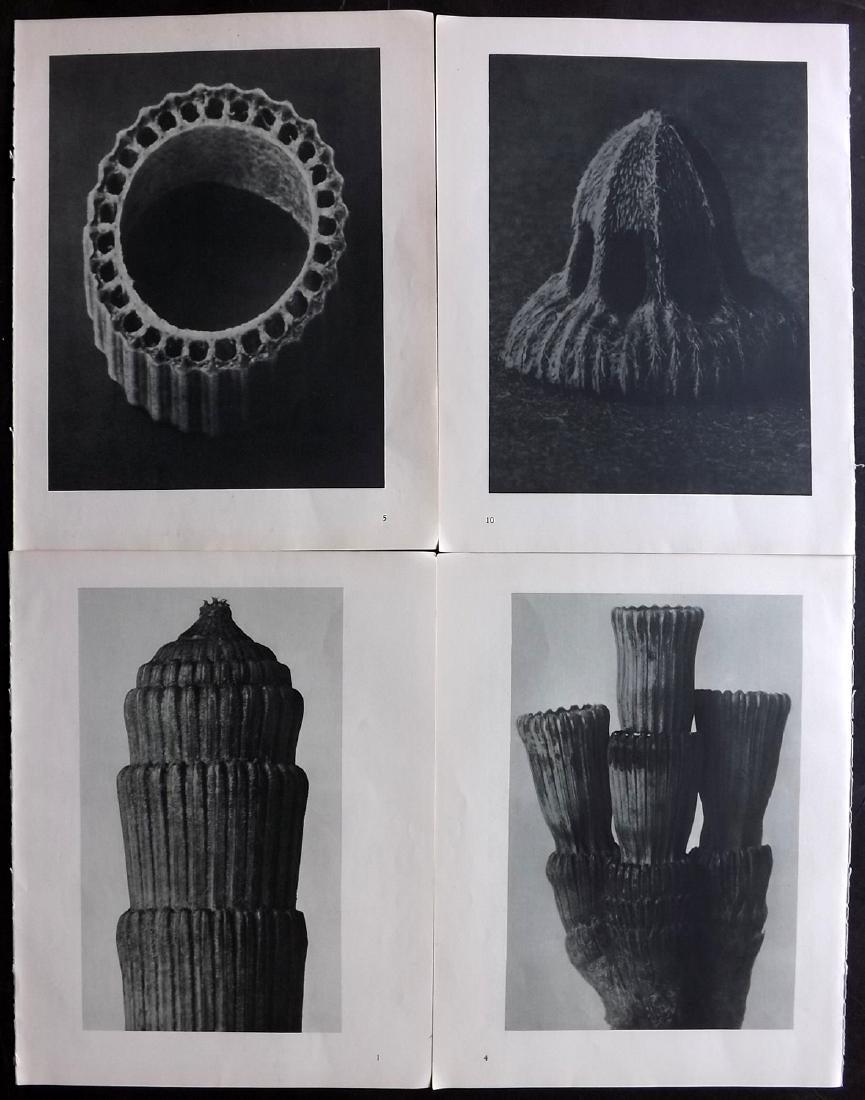 Blossfeldt, Karl 1936 Lot of 4 Botanical Prints (1 of 2)