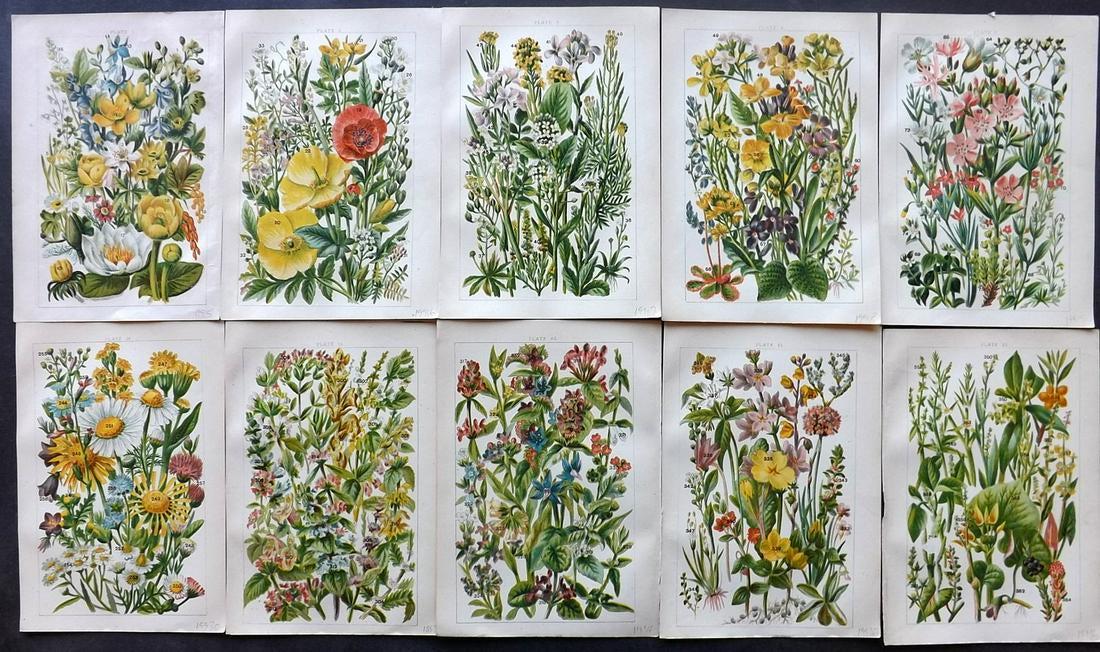 Gordon, W. J. C1900 Lot of 10 Botanical Prints (1 of 2)