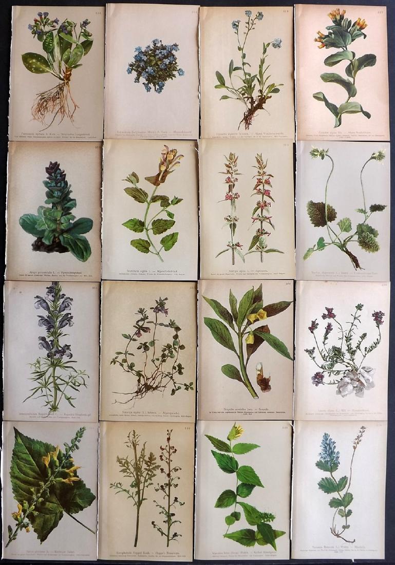 Hartinger, Anton 1897 Lot of 16 Botanical Prints: Chromolithographs Published 1897, Vienna for "Atlas der Alpenflora" by Anton Hartinger. Paper Size: 7.5 x 5 inch (19 x 13cm) Good Condition