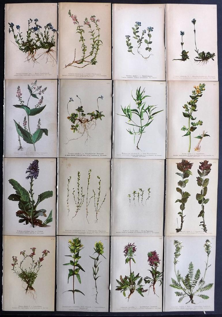 Hartinger, Anton 1897 Lot of 16 Botanical Prints: Chromolithographs Published 1897, Vienna for "Atlas der Alpenflora" by Anton Hartinger. Paper Size: 7.5 x 5 inch (19 x 13cm) Good Condition