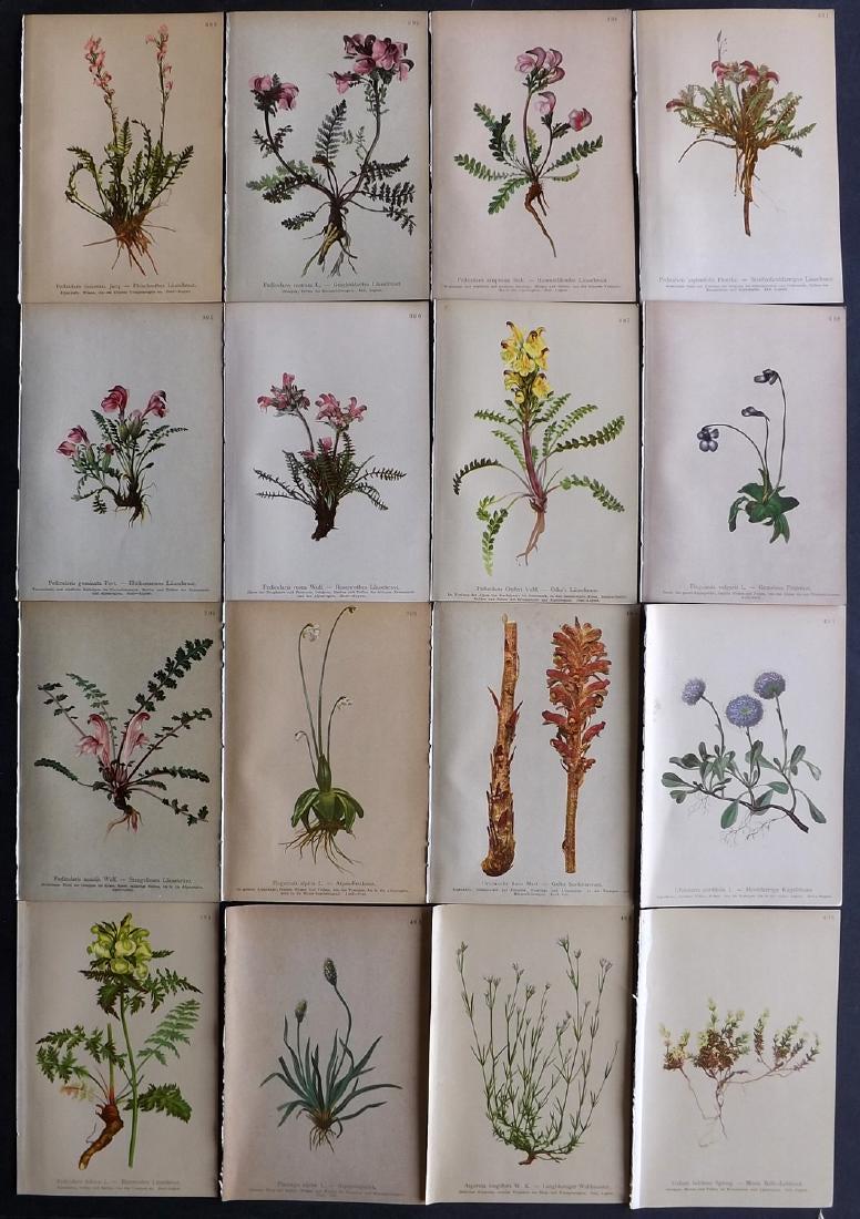 Hartinger, Anton 1897 Lot of 16 Botanical Prints: Chromolithographs Published 1897, Vienna for "Atlas der Alpenflora" by Anton Hartinger. Paper Size: 7.5 x 5 inch (19 x 13cm) Good Condition