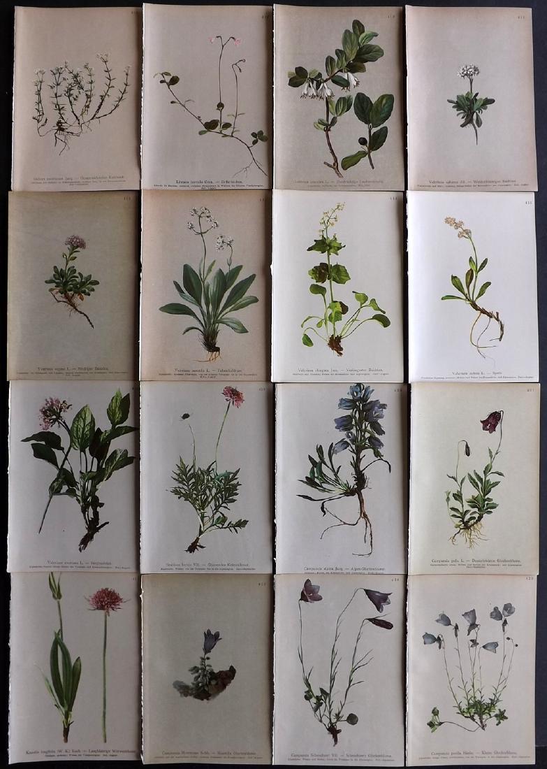Hartinger, Anton 1897 Lot of 16 Botanical Prints: Chromolithographs Published 1897, Vienna for "Atlas der Alpenflora" by Anton Hartinger. Paper Size: 7.5 x 5 inch (19 x 13cm) Good Condition