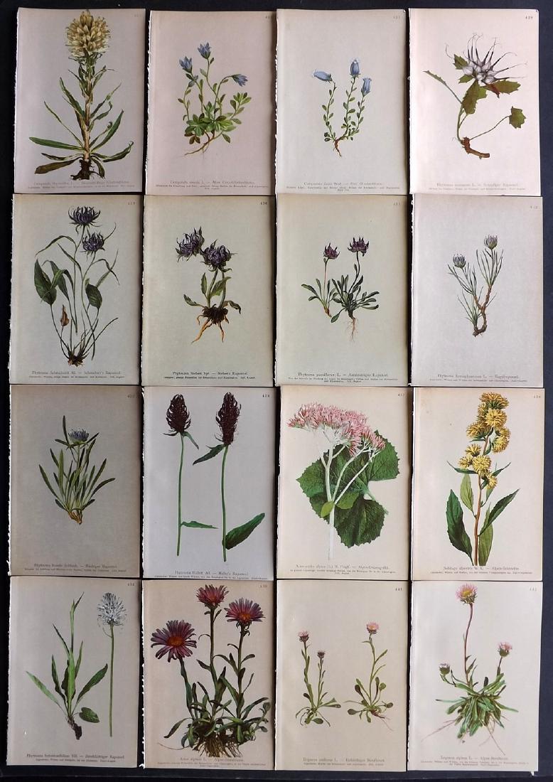 Hartinger, Anton 1897 Lot of 16 Botanical Prints: Chromolithographs Published 1897, Vienna for "Atlas der Alpenflora" by Anton Hartinger. Paper Size: 7.5 x 5 inch (19 x 13cm) Good Condition