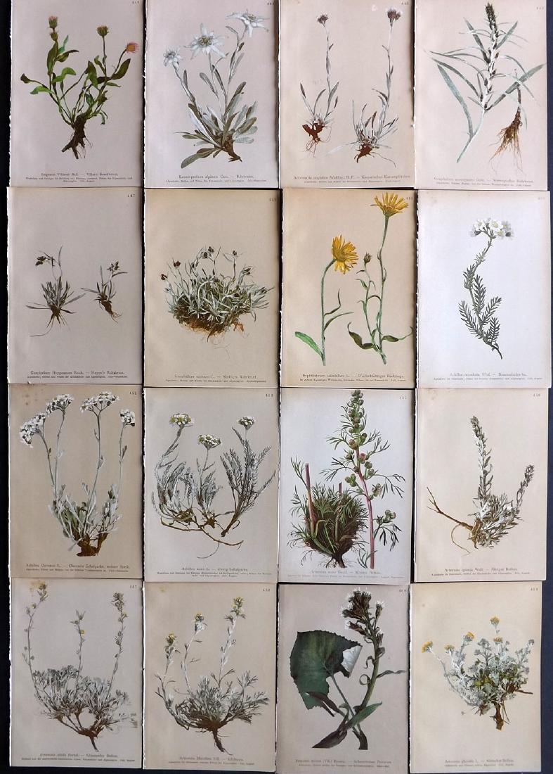 Hartinger, Anton 1897 Lot of 16 Botanical Prints: Chromolithographs Published 1897, Vienna for "Atlas der Alpenflora" by Anton Hartinger. Paper Size: 7.5 x 5 inch (19 x 13cm) Good Condition
