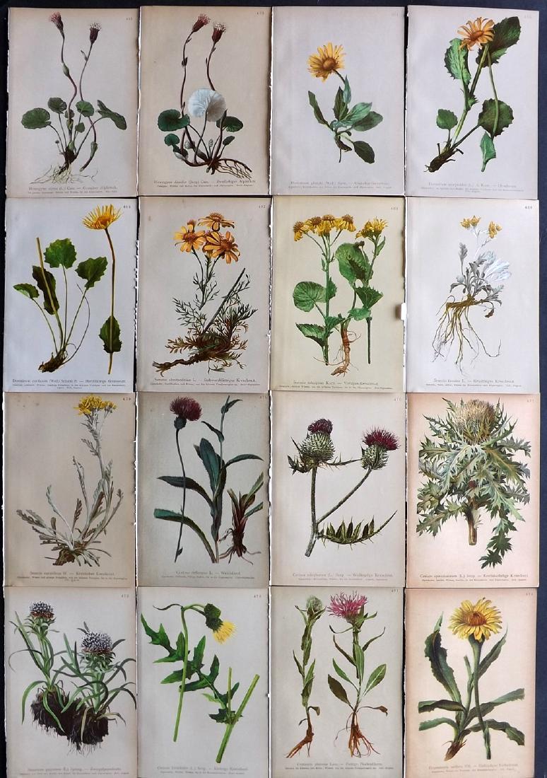 Hartinger, Anton 1897 Lot of 16 Botanical Prints: Chromolithographs Published 1897, Vienna for "Atlas der Alpenflora" by Anton Hartinger. Paper Size: 7.5 x 5 inch (19 x 13cm) Good Condition
