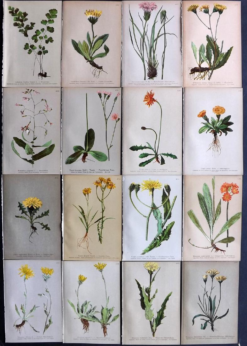 Hartinger, Anton 1897 Lot of 16 Botanical Prints: Chromolithographs Published 1897, Vienna for "Atlas der Alpenflora" by Anton Hartinger. Paper Size: 7.5 x 5 inch (19 x 13cm) Good Condition