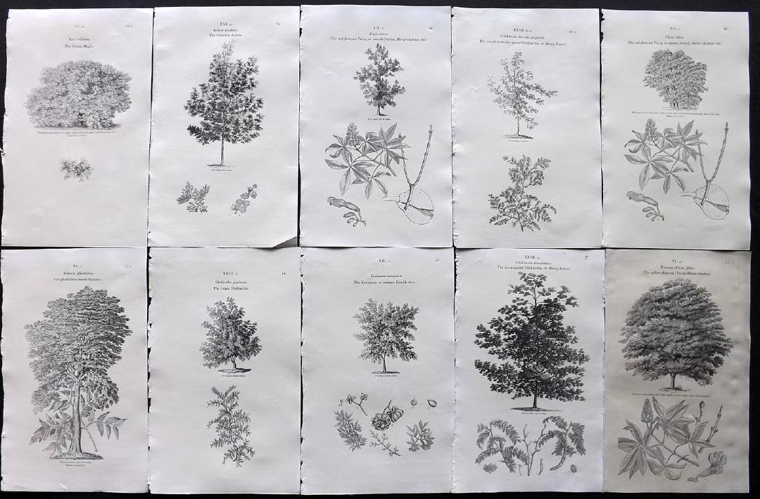 Loudon, John 1838 Lot of 10 Botanical Tree Prints: Wood Engraving Published 1838, London for "Arboretum et Fruticetum Britannicum; or, The Trees and Shrubs of Britain." by John Claudius Loudon. Reverse side blank. Paper Size: 8.5 x 5.5 inch (22 x 14cm