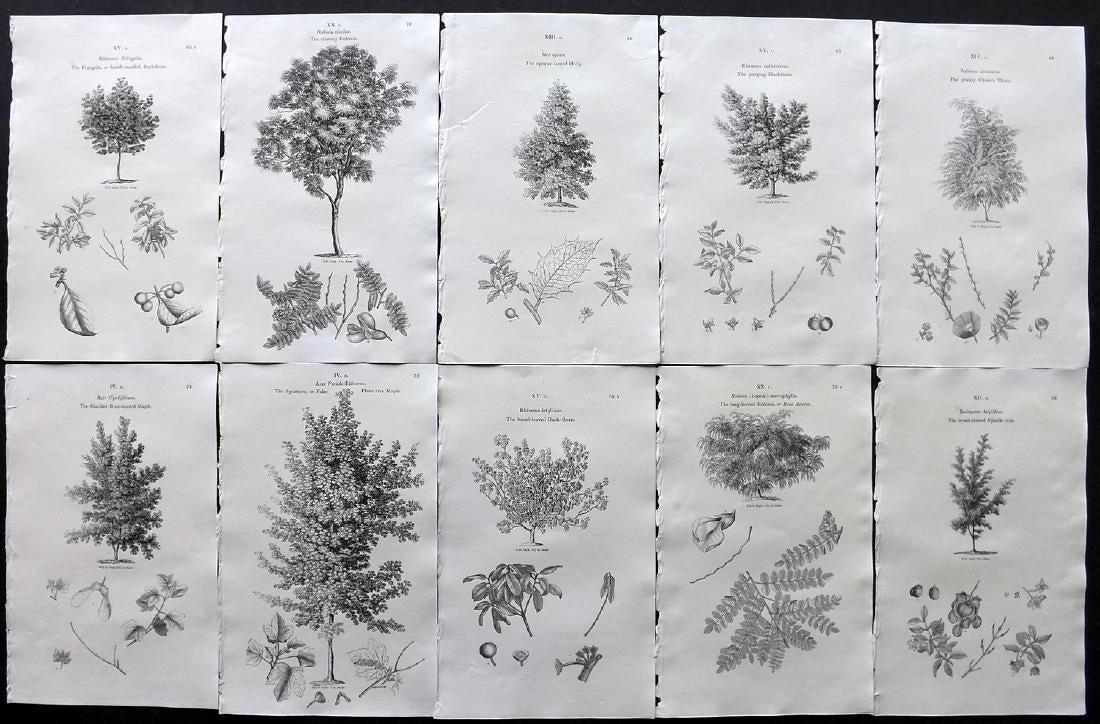 Loudon, John 1838 Lot of 10 Botanical Tree Prints: Wood Engraving Published 1838, London for "Arboretum et Fruticetum Britannicum; or, The Trees and Shrubs of Britain." by John Claudius Loudon. Reverse side blank. Paper Size: 8.5 x 5.5 inch (22 x 14cm