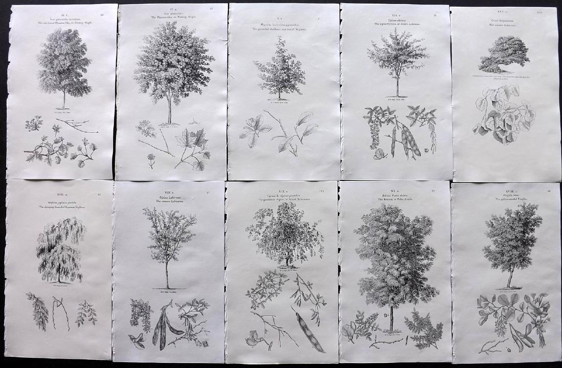 Loudon, John 1838 Lot of 10 Botanical Tree Prints: Wood Engraving Published 1838, London for "Arboretum et Fruticetum Britannicum; or, The Trees and Shrubs of Britain." by John Claudius Loudon. Reverse side blank. Paper Size: 8.5 x 5.5 inch (22 x 14cm