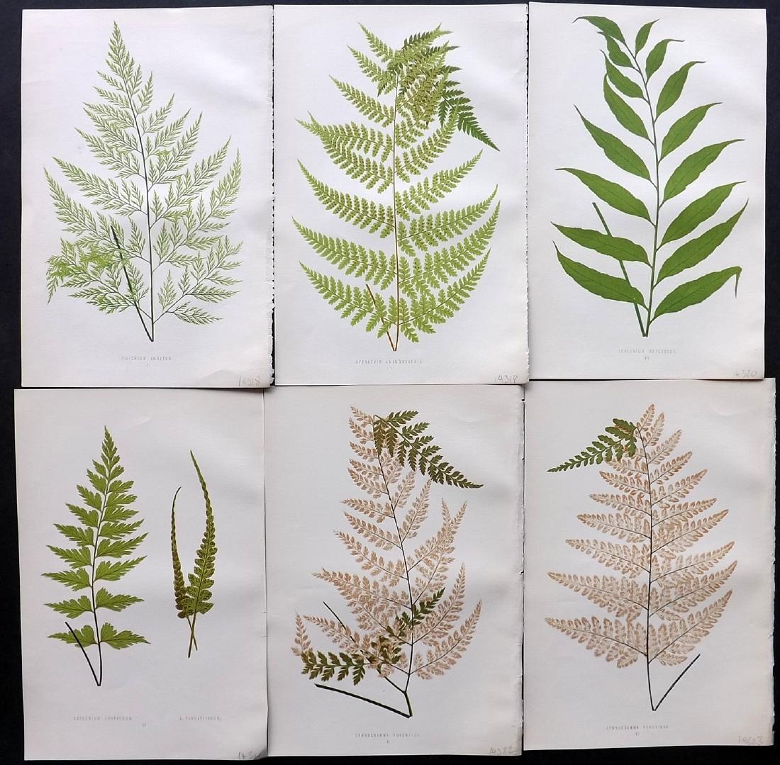 Lowe, Edward 1871 Lot of 6 Fern Prints. Botanical: Woodblocks Published 1871, London for "A Natural History of New and Rare Ferns" by Edward Lowe. Illustrated by A. F. Lydon. Printed by Benjamin Fawcett. Paper Size: 9.5 x 6 inch (24 x 16cm) Good Condi