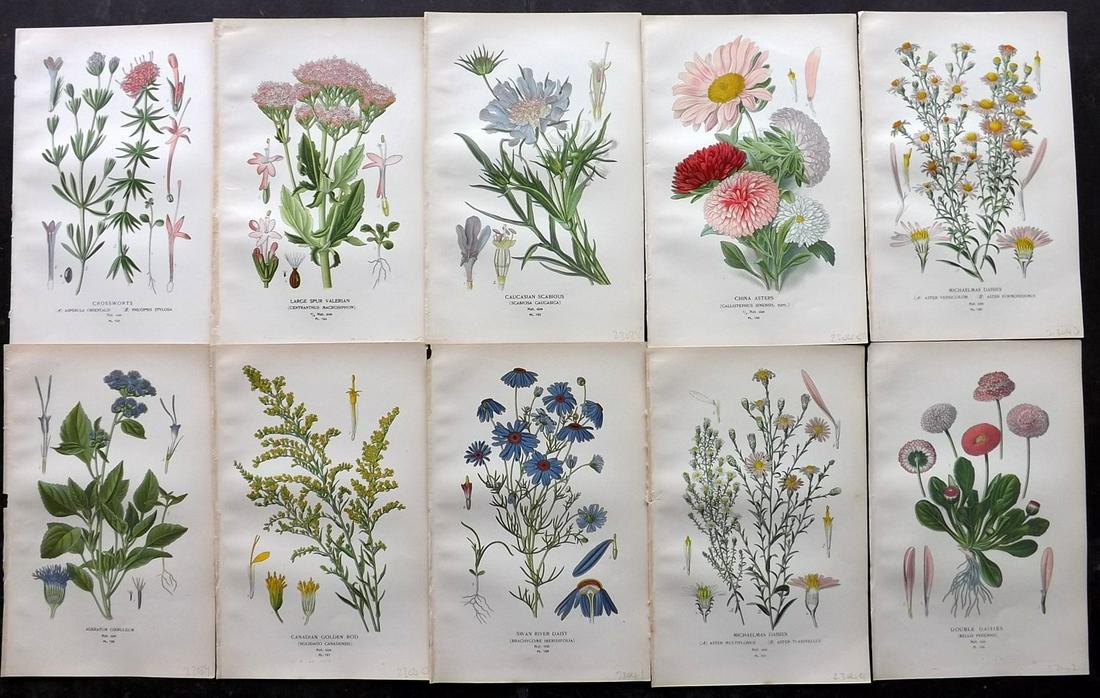 Step, Edward 1897 Lot of 10 Botanical Prints: Chromolithograph Published 1896-97 by Frederick Warne & Co., London for "Favourite Flowers of Garden and Greenhouse" by Edward Step and William Waton. Paper Size: 9.5 x 6 inch (24 x 15cm) Good Conditi