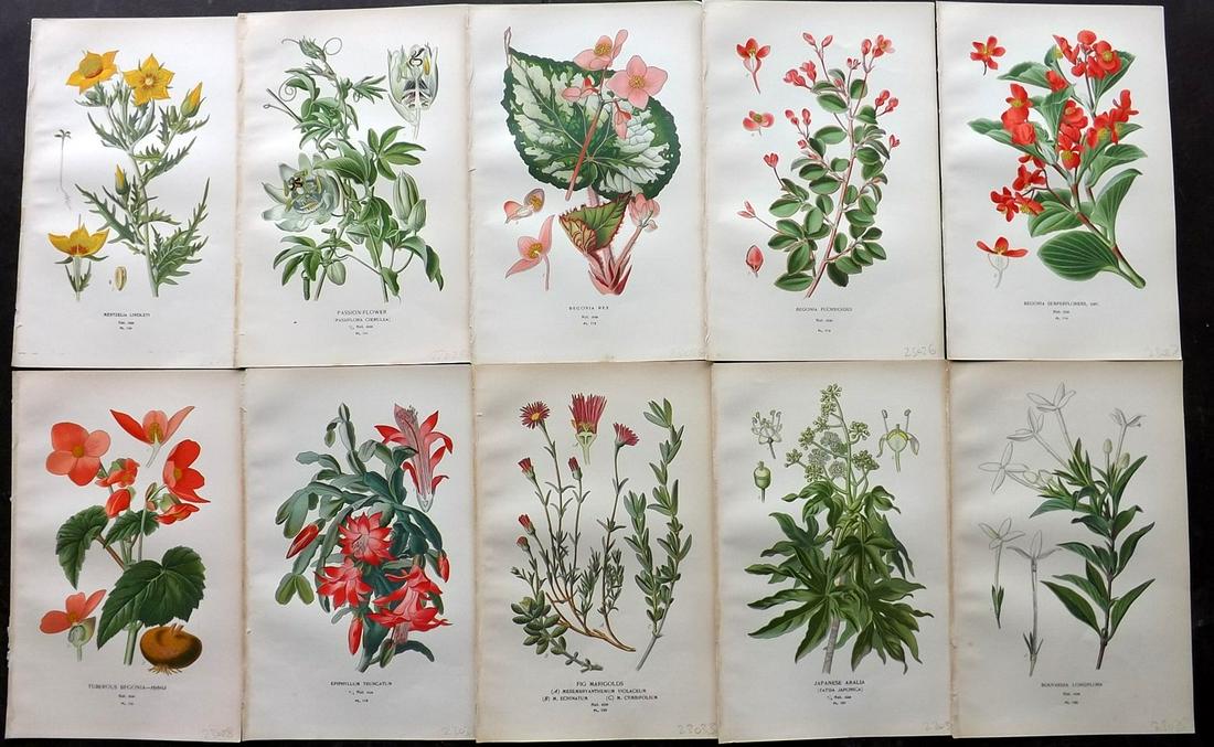 Step, Edward 1897 Lot of 10 Botanical Prints: Chromolithograph Published 1896-97 by Frederick Warne & Co., London for "Favourite Flowers of Garden and Greenhouse" by Edward Step and William Waton. Paper Size: 9.5 x 6 inch (24 x 15cm) Good Conditi