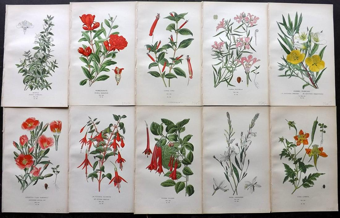 Step, Edward 1897 Lot of 10 Botanical Prints: Chromolithograph Published 1896-97 by Frederick Warne & Co., London for "Favourite Flowers of Garden and Greenhouse" by Edward Step and William Waton. Paper Size: 9.5 x 6 inch (24 x 15cm) Good Conditi