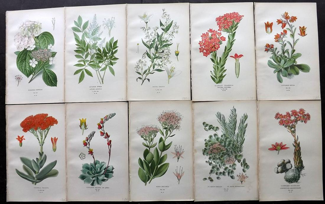 Step, Edward 1897 Lot of 10 Botanical Prints: Chromolithograph Published 1896-97 by Frederick Warne & Co., London for "Favourite Flowers of Garden and Greenhouse" by Edward Step and William Waton. Paper Size: 9.5 x 6 inch (24 x 15cm) Good Conditi