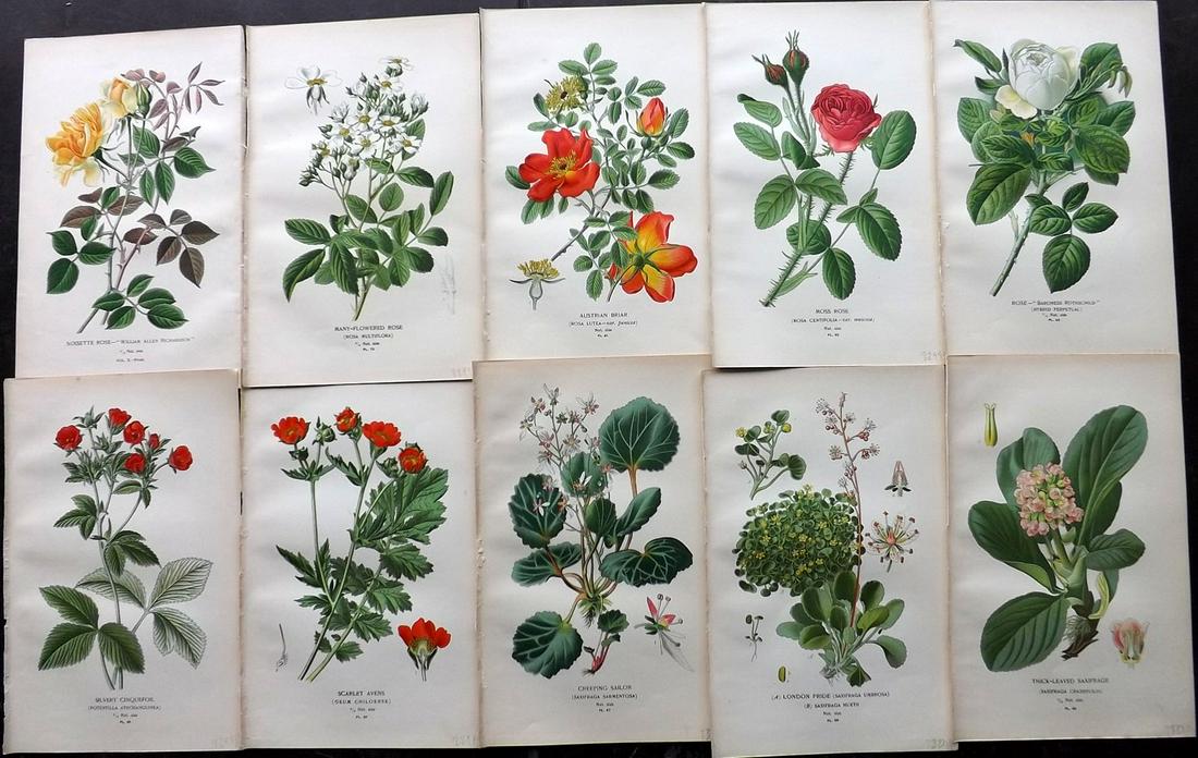 Step, Edward 1897 Lot of 10 Botanical Prints: Chromolithograph Published 1896-97 by Frederick Warne & Co., London for "Favourite Flowers of Garden and Greenhouse" by Edward Step and William Waton. Paper Size: 9.5 x 6 inch (24 x 15cm) Good Conditi