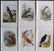 Swaysland, Walter 1901 Lot of 12 Bird Prints - 2