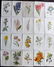 Hulme, Edward C Lot of 20 Botanical Prints