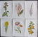 Hulme, Edward C Lot of 20 Botanical Prints - 2