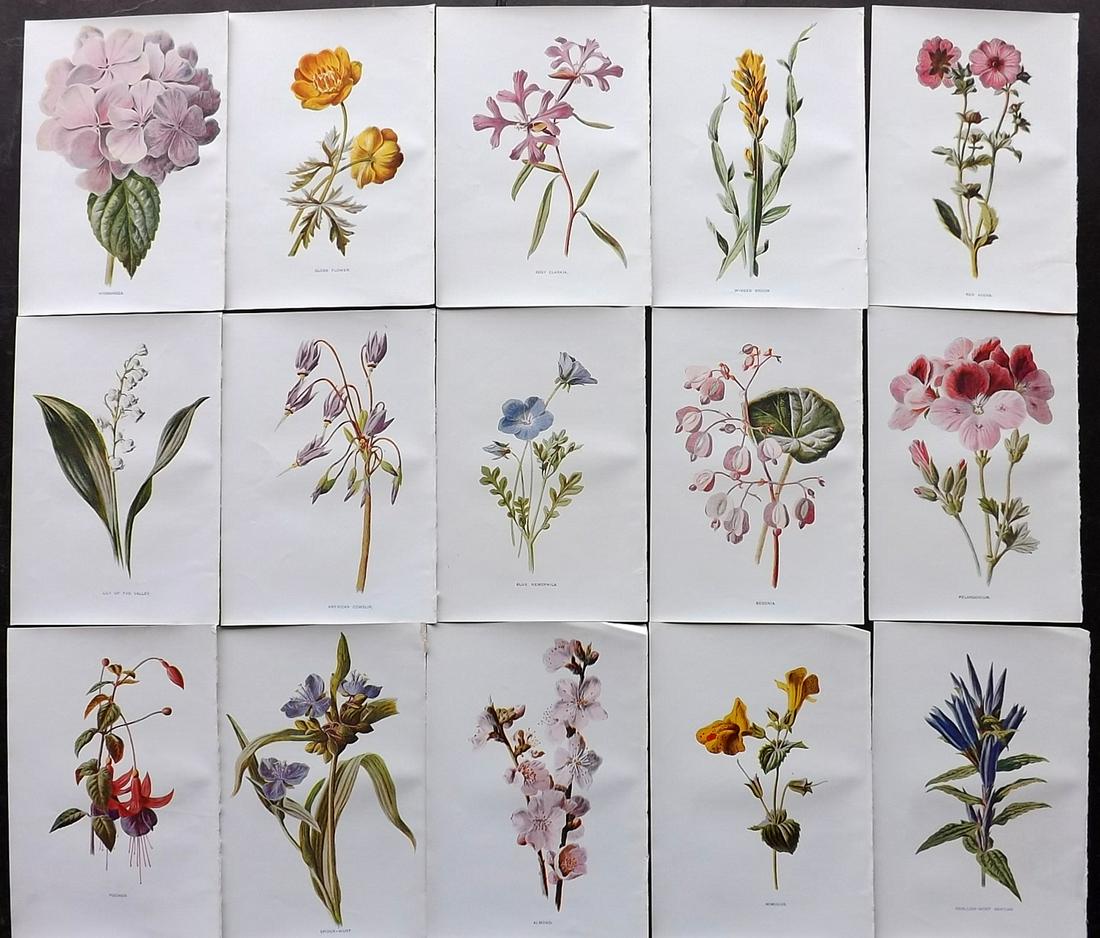 Hulme, Edward C1900 Lot of 15 Botanical Prints (1 of 2)