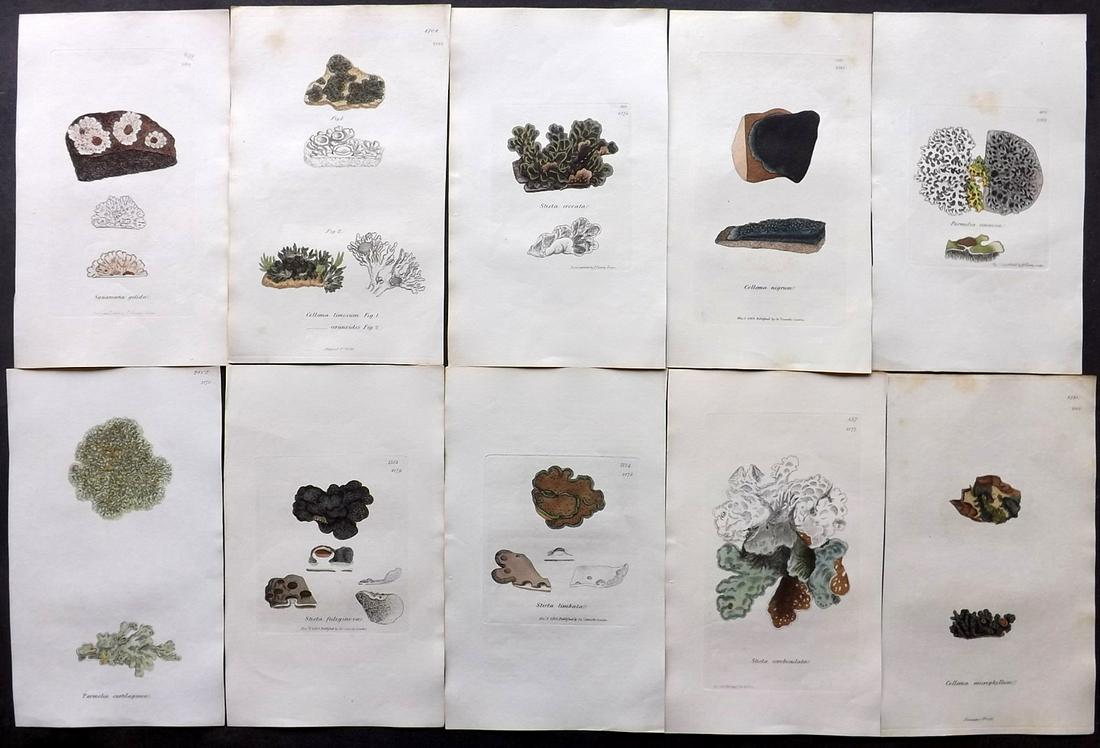 Sowerby, James 1846 Lot 10 HC Aquatic Plants & Lichens: Hand Coloured Etchings Published London, 1846 for "English Botany; or, Coloured Figures of British Plants…" Second Edition by James Sowerby and Edward Smith. Paper Size: 9 x 5.5 inch (23 x 14cm) Goo