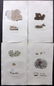 Sowerby, James 1846 Lot 10 HC Aquatic Plants & Lichens - 2