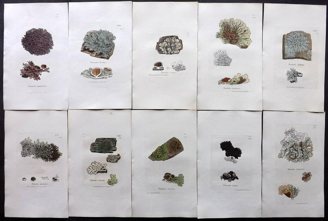 Sowerby, James 1846 Lot 10 HC Aquatic Plants & Lichens: Hand Coloured Etchings Published London, 1846 for "English Botany; or, Coloured Figures of British Plants…" Second Edition by James Sowerby and Edward Smith. Paper Size: 9 x 5.5 inch (23 x 14cm) Goo