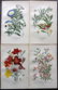 Step, Edward 1897 Lot of 10 Botanical Prints - 2