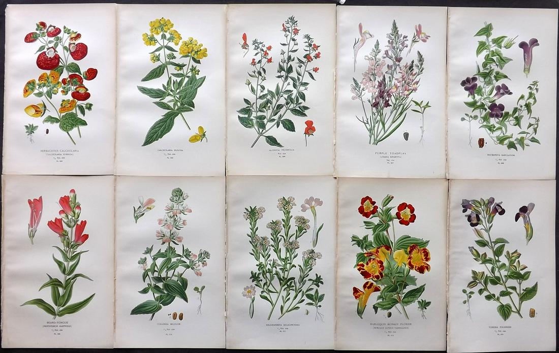 Step, Edward 1897 Lot of 10 Botanical Prints: Chromolithograph Published 1896-97 by Frederick Warne & Co., London for "Favourite Flowers of Garden and Greenhouse" by Edward Step and William Waton. Paper Size: 9.5 x 6 inch (24 x 15cm) Good Conditi