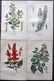 Step, Edward 1897 Lot of 10 Botanical Prints - 2