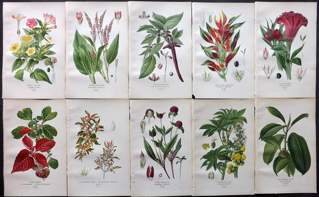 Step, Edward 1897 Lot of 10 Botanical Prints: Chromolithograph Published 1896-97 by Frederick Warne & Co., London for "Favourite Flowers of Garden and Greenhouse" by Edward Step and William Waton. Paper Size: 9.5 x 6 inch (24 x 15cm) Good Conditi