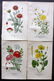 Step, Edward 1897 Lot of 10 Botanical Prints - 2