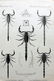 Godman, Frederick C1890 Pair Rare Prints of Scorpions - 2